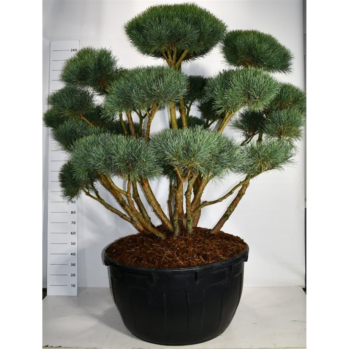 Tall – Pinus sylvestris 'Watereri' - C500 150-175 cm. Bonsai